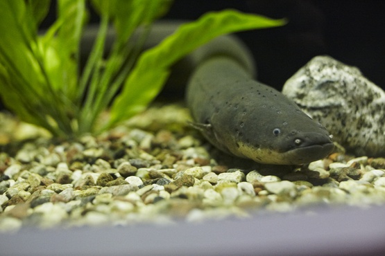 Electric eel