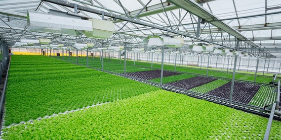 The description of this image is not available