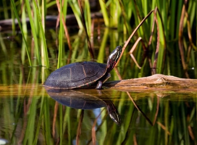 Tortue peinte au refuge faunique Marguerite-D&#39;Youville