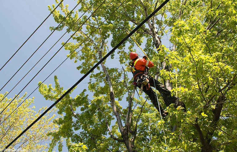 Vegetation management in a residential neighborhood