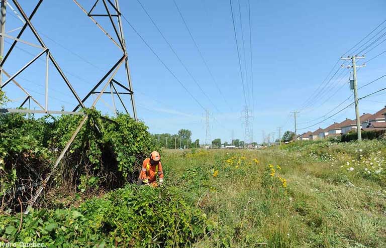 Vegetation management in a transmission line right-of-way